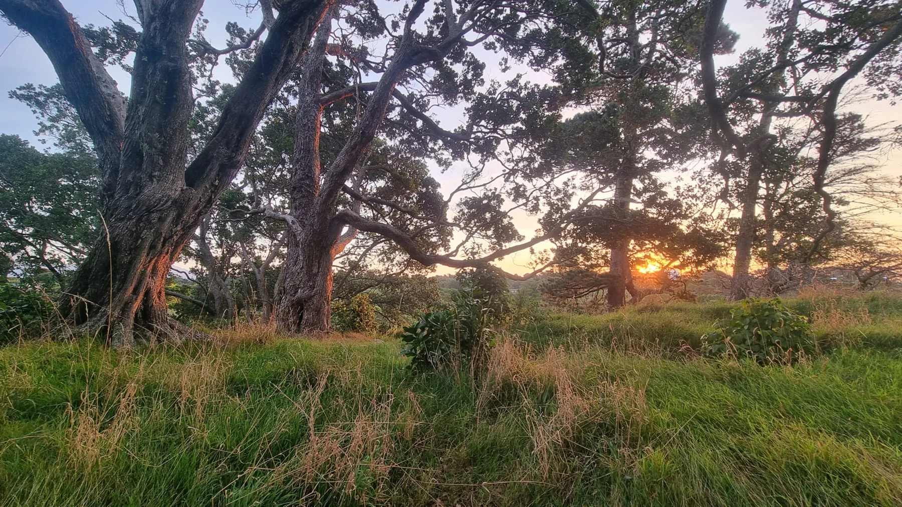 Tiefes Sonnenlicht durch Bäume aus der Waiheke-Fotosammlung des Projekts.