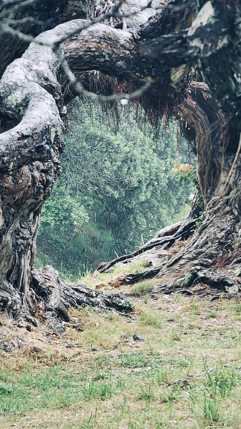 Eine Öffnung zwischen alten Baumstämmen in Whakanewha auf Waiheke.