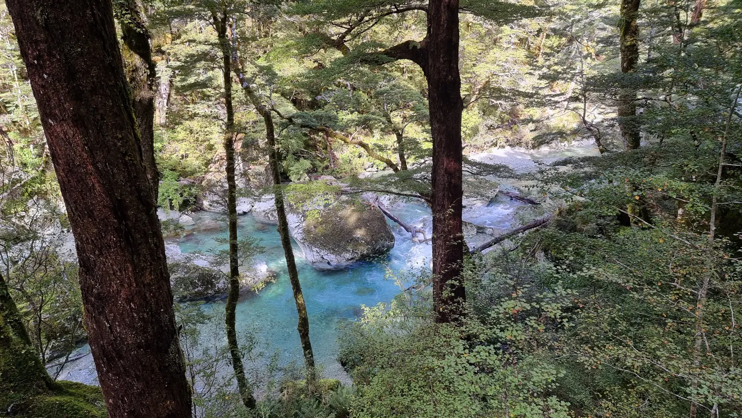 Wald an klarem Wasser am Routeburn.
